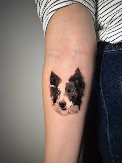 Tatuaggio: ritratto microrealistico di un border collie, di Ilaria - White Garden Tattoo, Roma Colli Aniene