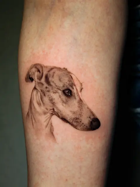 Tatuaggio: ritratto microrealistico di un levriero, di Ilaria - White Garden Tattoo, Roma Colli Aniene